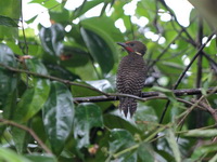 Buff-necked Woodpecker - male  - Bala