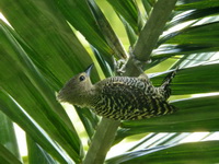 Buff-rumped Woodpecker - female  - Khao Pra Bang Khram WS