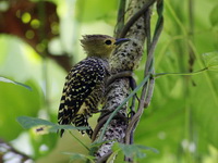 Buff-rumped Woodpecker - female  - Khao Luang Krung Ching NP