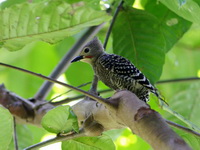 Buff-rumped Woodpecker - male  - Khao Luang Krung Ching NP