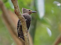 Buff-rumped Woodpecker - male  - Kaeng Krachan NP