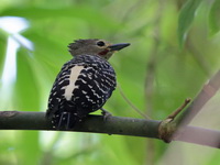 Buff-rumped Woodpecker - male  - Kaeng Krachan NP