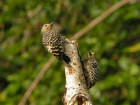 Buff-rumped Woodpecker  - Khao Luang Krung Ching NP