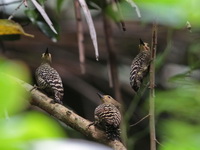 Buff-rumped Woodpecker  - Khao Luang Krung Ching NP