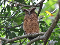 Buffy Fish Owl  - Sri Phang Nga NP