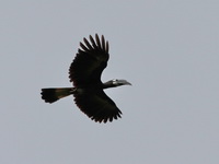 Bushy-crested Hornbill - female  - Sri Phang Nga NP