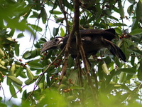 Bushy-crested Hornbill - male  - Bala