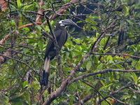 Bushy-crested Hornbill - male  - Sri Phang Nga NP
