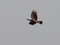 Bushy-crested Hornbill - male  - Khao Sok NP