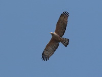 Changeable Hawk-Eagle  - Mae Ping NP