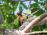 Checker-throated Woodpecker - male  - Bala