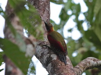 Checker-throated Woodpecker - male  - Bala