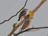 Chestnut-cheeked Starling - female  - Kaeng Krachan