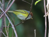 Chestnut-crowned Warbler  - Doi Inthanon NP
