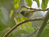 Chestnut-crowned Warbler  - Khao Luang NP