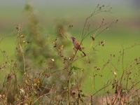 Chestnut-eared Bunting - male  - Thaton