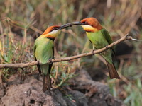 Chestnut-headed Bee-eater  - Khao Yai NP