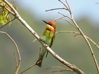 Chestnut-headed Bee-eater  - Phuket