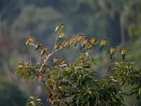 Chestnut-headed Bee-eater  - Kaeng Krachan NP