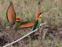 Chestnut-headed Bee-eater  - Khao Yai NP