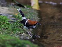Chestnut-naped Forktail  - Khao Luang Krung Ching NP