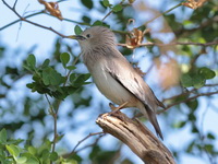 Chestnut-tailed Starling  - Bangkok