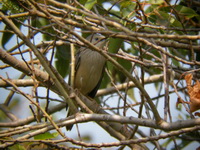Chestnut-tailed Starling  - Bueng Boraphet