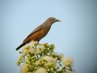 Chestnut-tailed Starling  - Thai Muang Golf Course