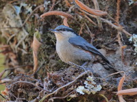 Chestnut-vented Nuthatch  - Doi Ang Khang