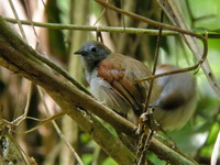 Chestnut-winged Babbler - juvenile  - Khao Pra Bang Khram WS