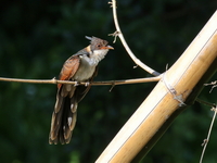 Chestnut-winged Cuckoo - juvenile  - Baan Maka