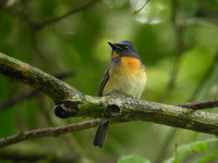 Chinese Blue Flycatcher - male  - Khao Pu Khao Ya NP