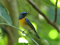 Chinese Blue Flycatcher - male  - Betong