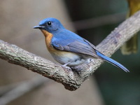 Chinese Blue Flycatcher - male  - Kaeng Krachan
