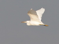 Chinese Egret  - Krabi Rivermouth