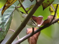 Chinese Leaf Warbler  - Doi Lang