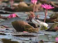 Chinese Pond Heron  - Thale Noi