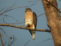 Chinese Sparrowhawk - female  - Phuket