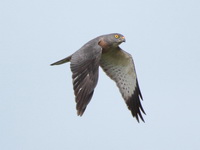 Chinese Sparrowhawk - female  - Chumphon