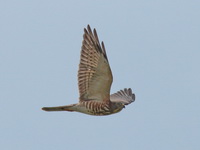 Chinese Sparrowhawk - juvenile female  - Chumphon