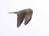 Chinese Sparrowhawk - juvenile female  - Chumphon
