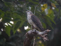 Chinese Sparrowhawk - juvenile female  - Phuket