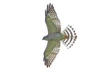 Chinese Sparrowhawk - juvenile male  - Chumphon
