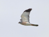 Chinese Sparrowhawk - male  - Chumphon