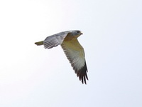 Chinese Sparrowhawk - male  - Chumphon