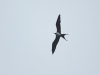 Christmas Island Frigatebird - female  - Mu Koh Phi Phi NP