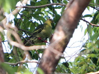 Cinnamon-headed Green Pigeon - female  - Koh Phra Thong