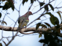 Cinnamon-headed Green Pigeon - male  - Koh Phra Thong