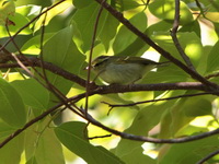 Claudia's Leaf Warbler  - Doi Phu Kha NP