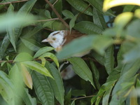 Collared Babbler  - Kaeng Krachan NP